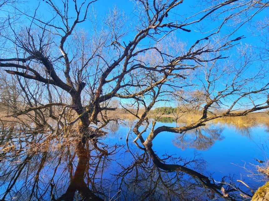 image gallery